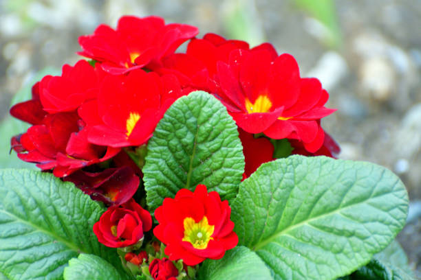 Primula Julian is hybrid of primula polyantha and primula juliae. This popular species in Japan was introduced by repeated crossing of these two species. It is perennial plant, but in Japan it is normally used as annual, because it is difficult for the species to survive the hot summer in the outside. It blooms from November to April and suitable for use in garden beds and borders as well as in containers. The showy flower color ranges from red, red purple, pink, orange, blue, white, yellow to shades in between.