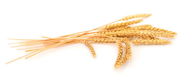 istock Bunch of ripe wheat ears. 1212544871