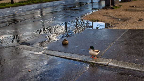 Paris, France - March 12, 2020 - View of the streets of Paris in the rain. In the foreground, a couple of ducks out of the Seine are in front of a puddle of rain located on Avenue Winston Chruchill in Paris. This puddle turns into a mirror reflecting the street and the trees.