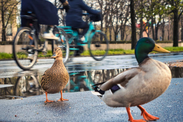 Paris, France - March 12, 2020 - View of the streets of Paris in the rain. In the foreground, a couple of ducks out of the Seine are in front of a puddle of rain located on Avenue Winston Chruchill in Paris. This puddle turns into a mirror reflecting the street and the trees. In the background, two bikes appear blurry.