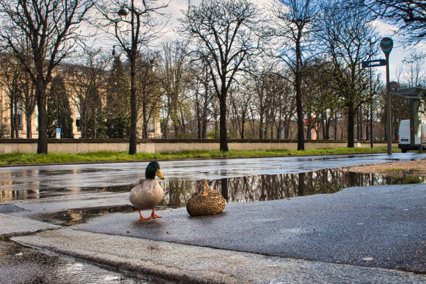 Paris, France - March 12, 2020 - View of the streets of Paris in the rain. In the foreground, a couple of ducks out of the Seine are in front of a puddle of rain located on Avenue Winston Chruchill in Paris. This puddle turns into a mirror reflecting the street and the trees.