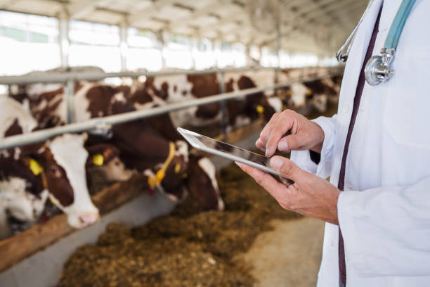 istock Unrecognizable veterinary doctor working on diary farm, agriculture industry. 1212547239
