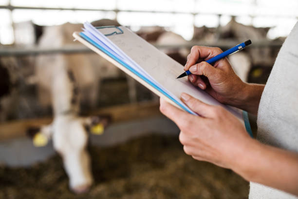 Unrecognizable manager with clipboard working on diary farm, agriculture industry. Unrecognizable manager with clipboard working on diary farm, making notes. Agriculture industry. barren cow stock pictures, royalty-free photos & images