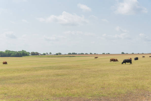 vacas pastando grama céu azul nublado na pradaria em waxahachie, texas, eua - grass area field hill prairie - fotografias e filmes do acervo