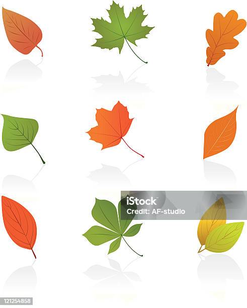 Conjunto De Outono Leafs - Arte vetorial de stock e mais imagens de Acer Nigrum - Acer Nigrum, Beleza natural, Carvalho negro