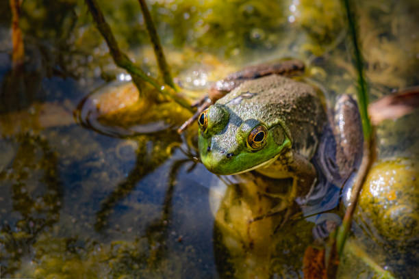 Young bullfrog partly submerged in a pond stock photo