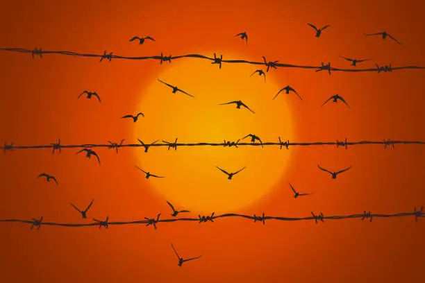 Vector illustration of birds flying over broken barbed wire