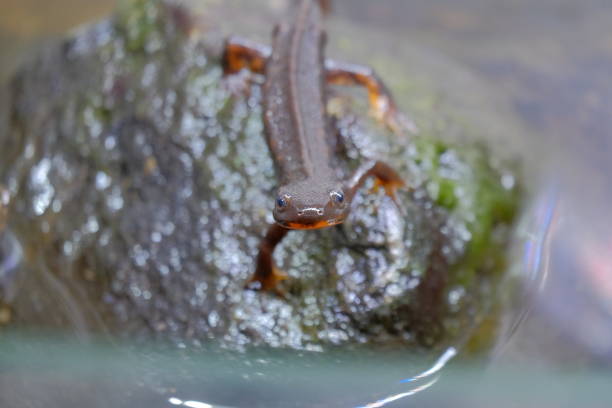 istock Photograph of a newt 1212554264