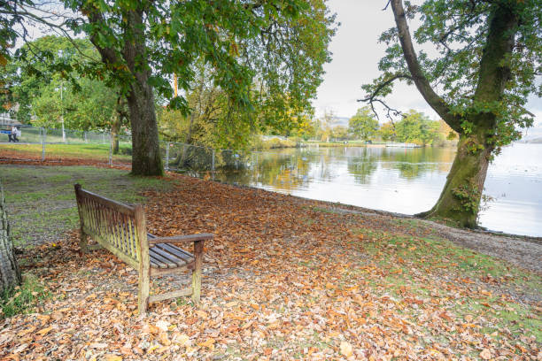 wooden bench in the park near the lake. - autumn street single lane road tree imagens e fotografias de stock