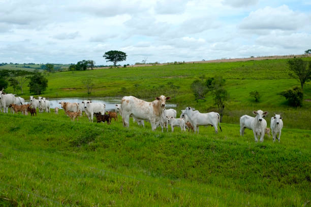 istock Nelore cattle on farm in Brazil 1212554593