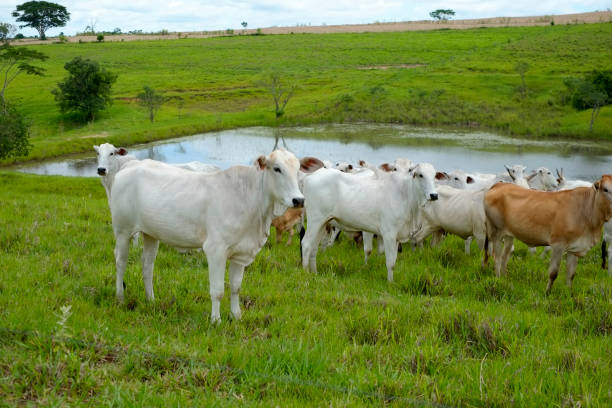 istock Nelore cattle on farm in Brazil 1212554599