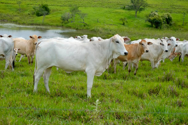 istock Nelore cattle on farm in Brazil 1212554624