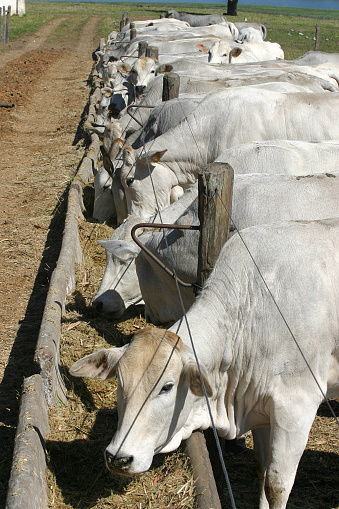 cattle Nelore, bovine originating in India and race representing 85% of the Brazilian cattle for meat production on farm. Brazil