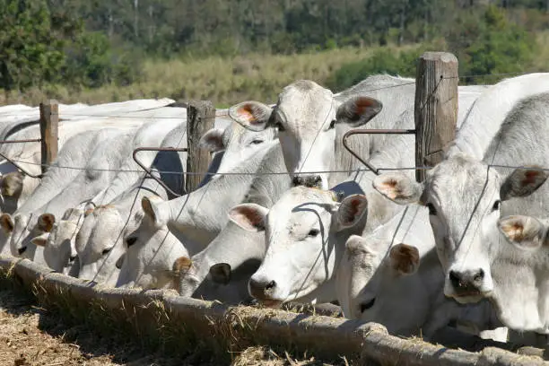 cattle Nelore, bovine originating in India and race representing 85% of the Brazilian cattle for meat production on farm. Brazil