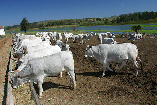 cattle Nelore, bovine originating in India and race representing 85% of the Brazilian cattle for meat production on farm. Brazil