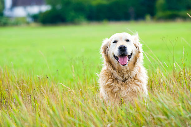 Beautiful golden retriever sitting in a field stock photo