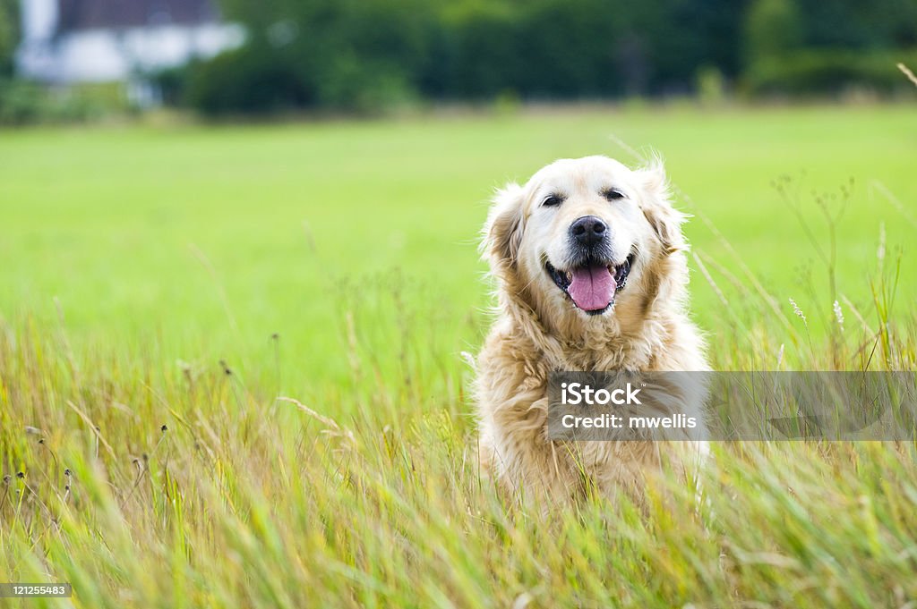 Bela Labrador Dourado sábado em um campo - Foto de stock de Cão royalty-free