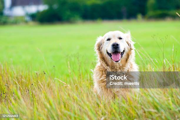 Foto de Bela Labrador Dourado Sábado Em Um Campo e mais fotos de stock de Cão - Cão, Terceira idade, Antigo