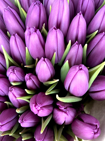 Bunch of purple tulips close up