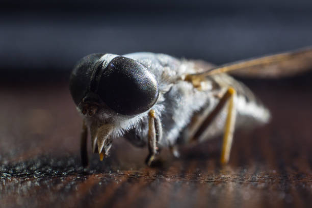 Mixed light. Horsefly or Gadfly or Horse Fly Diptera Insect Macro. Selective focus. Horsefly or Gadfly or Horse Fly Diptera Insect Macro. Selective focus. Mixed light horse fly photos stock pictures, royalty-free photos & images