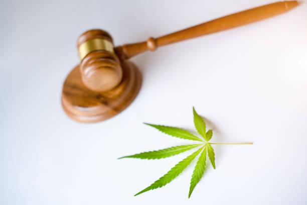 istock gavel judge with cannabis leaf plant 1212555764