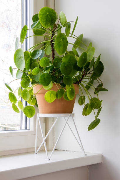 istock Pilea peperomioides, money plants in the ceramic pot . 1212555774