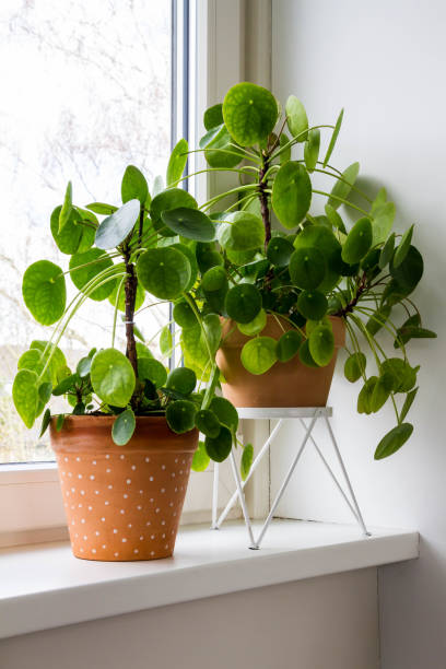istock Pilea peperomioides, money plants in the ceramic pot . 1212555783
