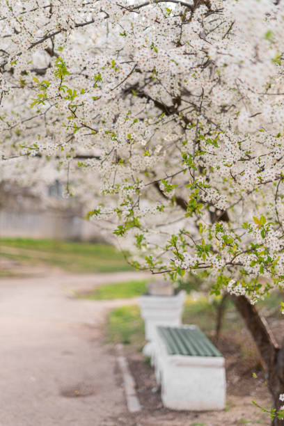 istock flowering cherry plum tree, cherry plum tree blossoms beautifully with white flowers in the park 1212555947