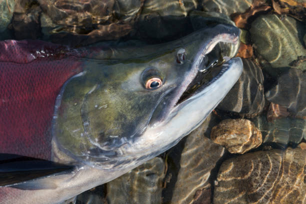 Wild red salmon fish Sockeye Salmon Oncorhynchus nerka swimming in shallow water in river. Pacific salmon red color during spawning stock photo