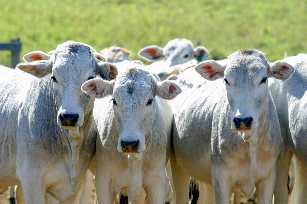 cattle Nelore, bovine originating in India and race representing 85% of the Brazilian cattle for meat production on farm. Brazil