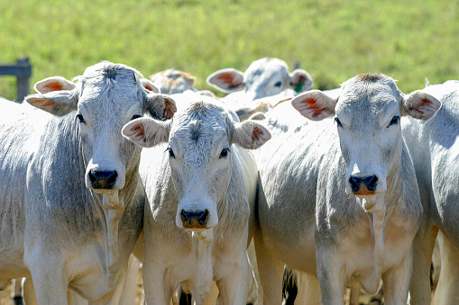 cattle Nelore, bovine originating in India and race representing 85% of the Brazilian cattle for meat production on farm. Brazil