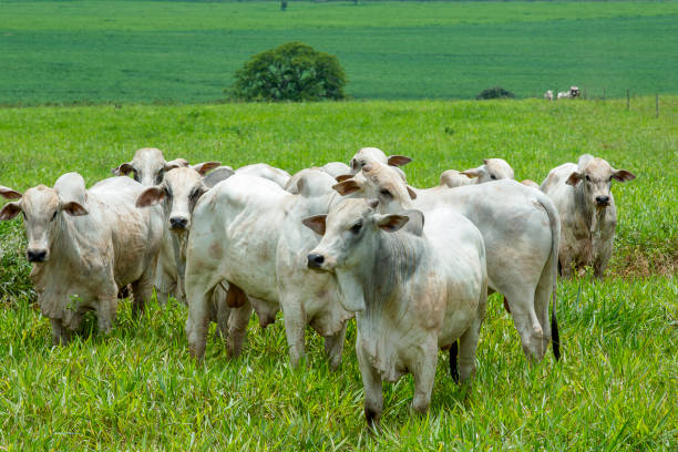 istock Nelore cattle on farm in Brazil 1212560290