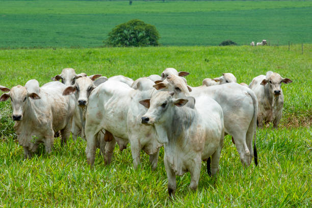 cattle nelore on farm in brazil - nelore e - fotografias e filmes do acervo