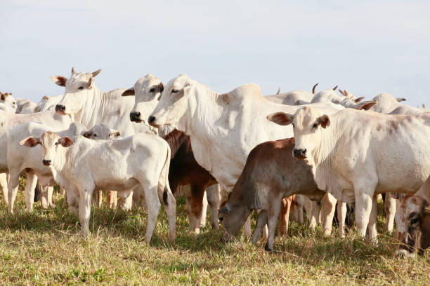 istock Nelore cattle on farm in Brazil 1212560341