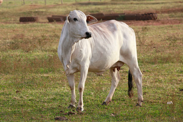 istock Nelore cattle on farm in Brazil 1212560473