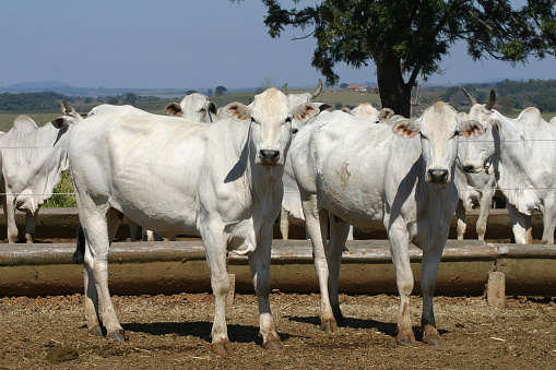 Agricultural activity in Italy: chianina cattle organic farming