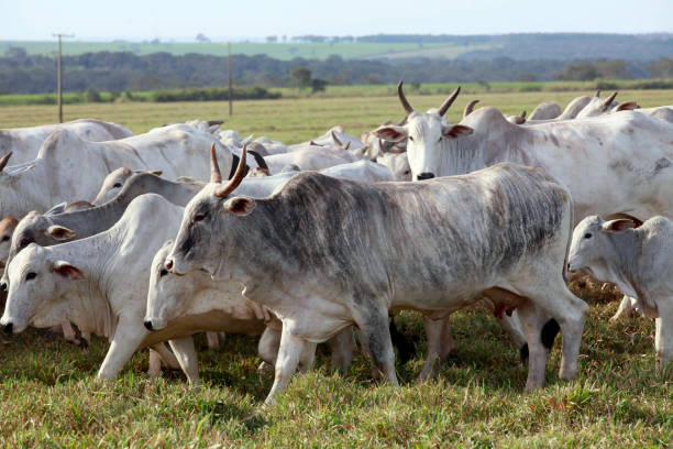 istock Nelore cattle on farm in Brazil 1212560548