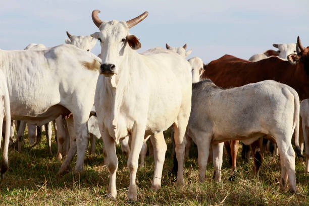 istock Nelore cattle on farm in Brazil 1212560560