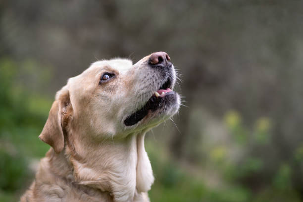 istock Yellow labrador male 10 years old 1212560726