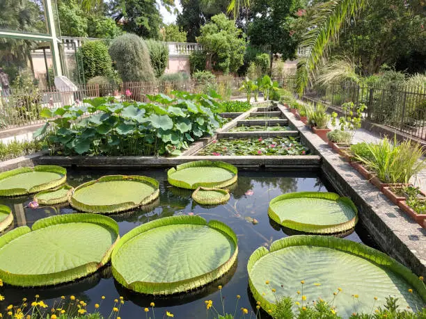 Landscape view on water lily ponds. Italy botanical garden