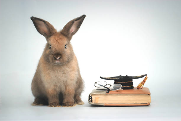 istock Brown rabbit with glasses and graduation hat on book, cute bunny study success, pet education and animal training concept 1212562081