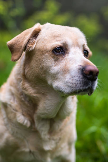 istock Yellow labrador male 10 years old 1212562126