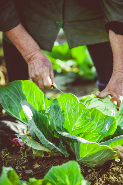 istock Senior Woman working in a vegetable garden 1212562142