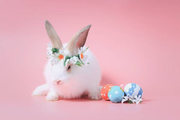 istock Happy white bunny rabbit wearing diasy flower crown with painted Easter egg on sweet pink background. Celebrate Easter holiday and spring coming concept. 1212562258
