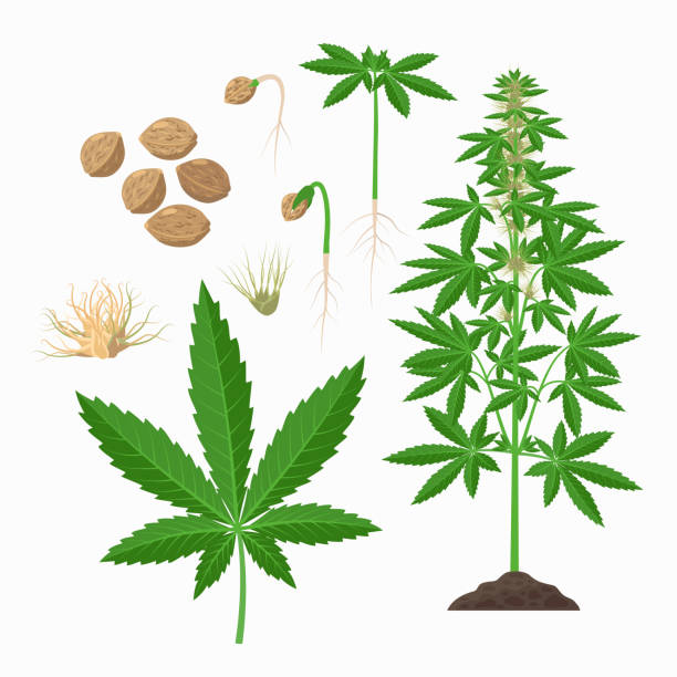 Hemp plant, seeds, leaves, stem, flowering plant, growing infographic elements. Cannabis sativa set of botanical illustrations, drawings in flat design. Hemp plant, seeds, leaves, stem, flowering plant, growing infographic elements. Cannabis sativa set of botanical illustrations, drawings in flat design pistil stock illustrations