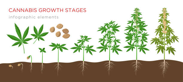 ilustraciones, imágenes clip art, dibujos animados e iconos de stock de etapas de crecimiento de cannabis sativa desde semillas hasta plantas maduras con hojas de cáñamo, flores y raíces - elementos infográficos aislados sobre fondo blanco. - root growth dirt seed