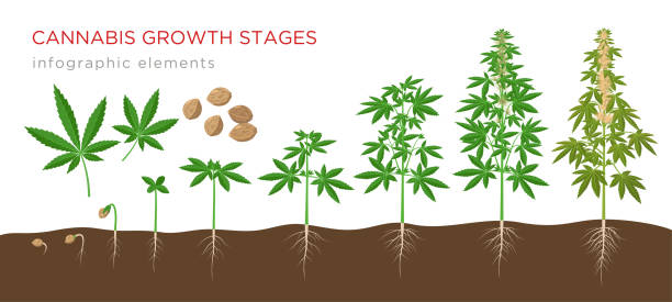 ilustrações, clipart, desenhos animados e ícones de a cannabis sativa estágios de crescimento de sementes para plantas maduras com folhas de cânhamo, flores e raízes - elementos infográficos isolados no fundo branco. - marijuana plant