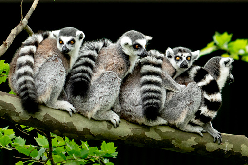 lemur monkey family on a tree