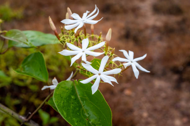 istock Wild jasmine flower seen up close 1212566515