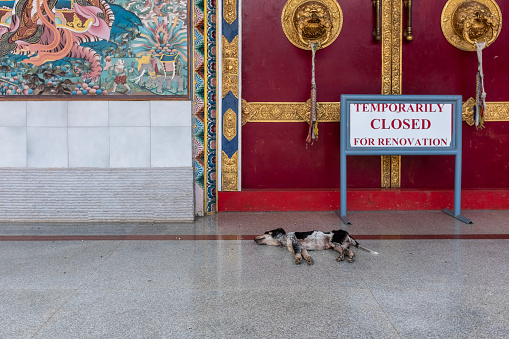 Bylakuppe, Karnataka, India - March 15, 2018: Sleepy dog and temporarily closed for renovation sign at the Namdroling Tibetan Monastery